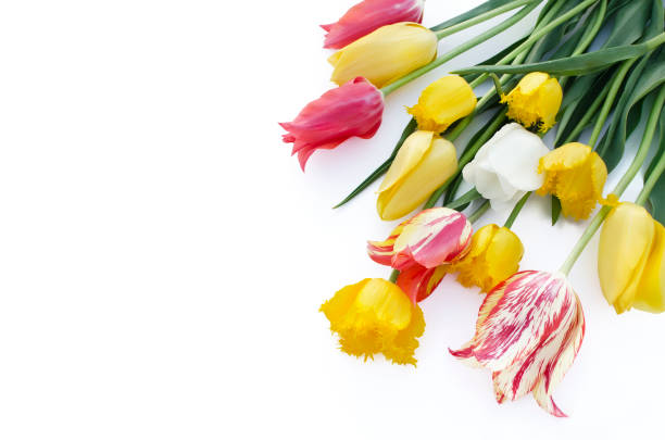 Beautiful spring tulips on white background with place for text, top view. Greeting card.