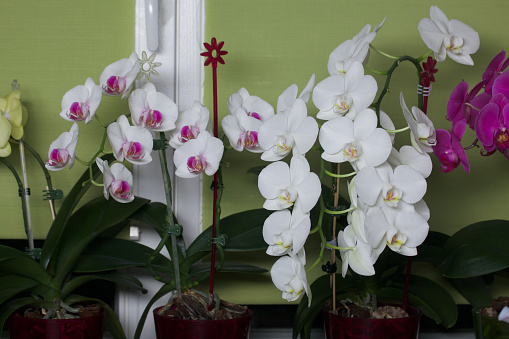 Phalaenopsis orchid. Different color. Grow in a pot. On the windowsill.