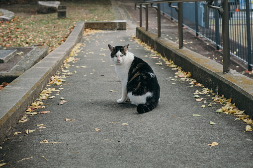 Image of cat in the park