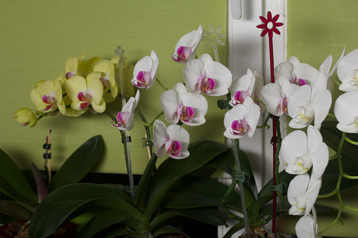 Phalaenopsis orchid. Different color. Grow in a pot. On the windowsill.