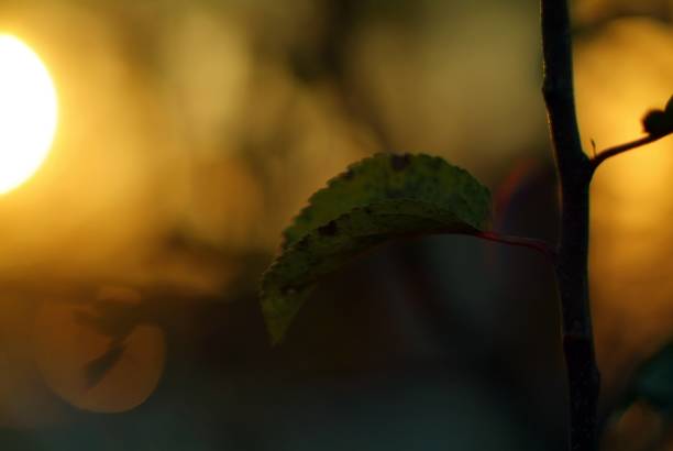 istock apple leaves on a branch at sunset 1370853937
