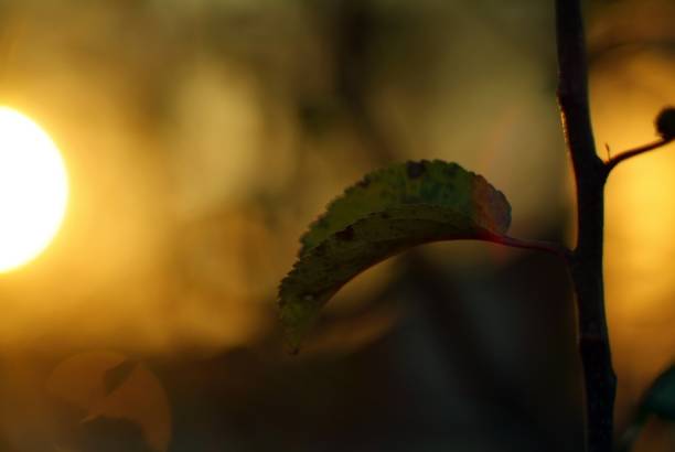 istock apple leaves on a branch at sunset 1370854216
