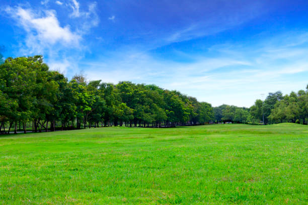 istock Green grass field with blue sky landscape background. 1370854897