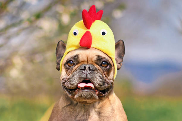 istock French Bulldog dog wearing Easter costume chicken hat 1370855189