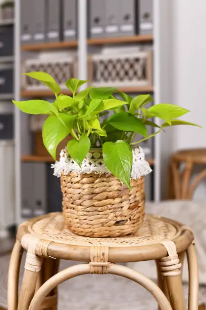 Photo of Potted topical 'Epipremnum Aureum Lemon Lime' houseplant