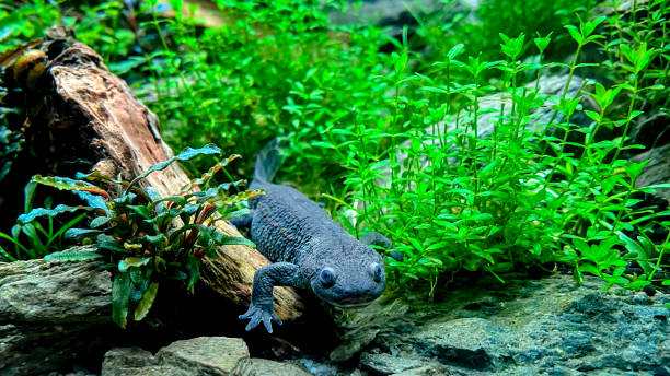 istock Pleurodeles waltl in aquarium with plants 1370855221