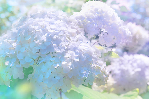 Photo of bluish hydrangea flower background under the sun