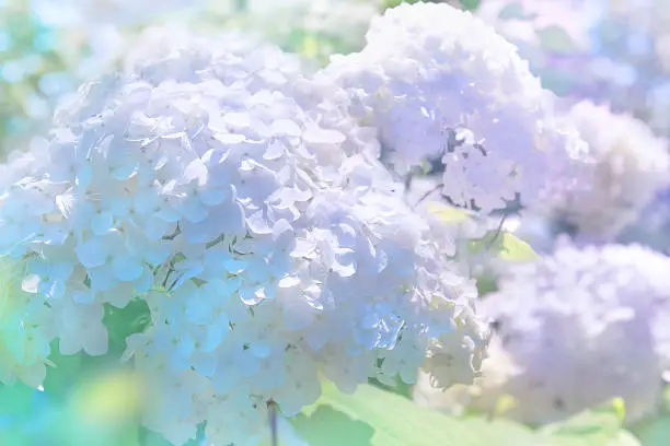bluish hydrangea flower background under the sun.