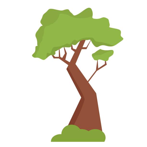 ilustrações, clipart, desenhos animados e ícones de acácia africana em estilo plano isolado em fundo branco - deciduous tree tree trunk nature the natural world