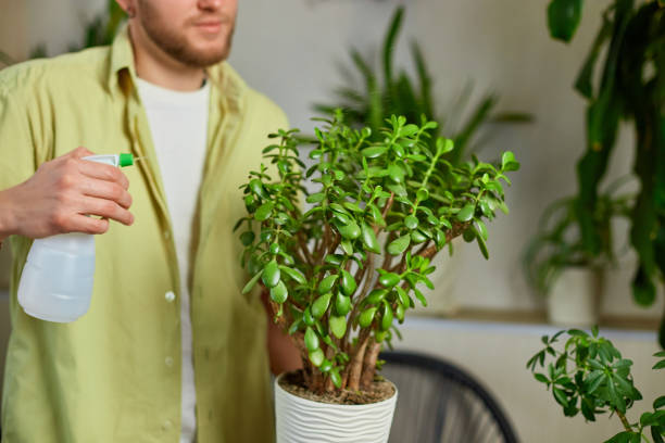 Man gardener spraying, watering Crassula pot at home Man gardener spraying, watering Crassula pot at home, taking care of houseplants, Greenery at home, love of plants, indoor cozy garden. crassula stock pictures, royalty-free photos & images