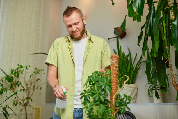 istock Man gardener spraying, watering Schefflera pot at home 1370857574