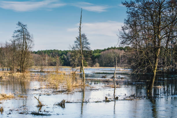 lũ lụt và ngập lụt trong mùa xuân tan băng từ một con sông nhỏ. - gone fishing sign hình ảnh sẵn có, bức ảnh & hình ảnh trả phí bản quyền một lần