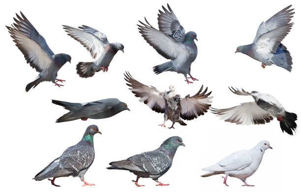 istock isolated on white ten pigeons group 1370857661
