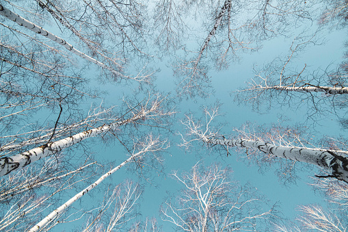 crown of a birch forest in winter against a blue sky, photographed with a wide-angle lens