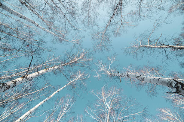 crown of a birch forest in winter against a blue sky, photographed with a wide-angle lens - late afternoon imagens e fotografias de stock