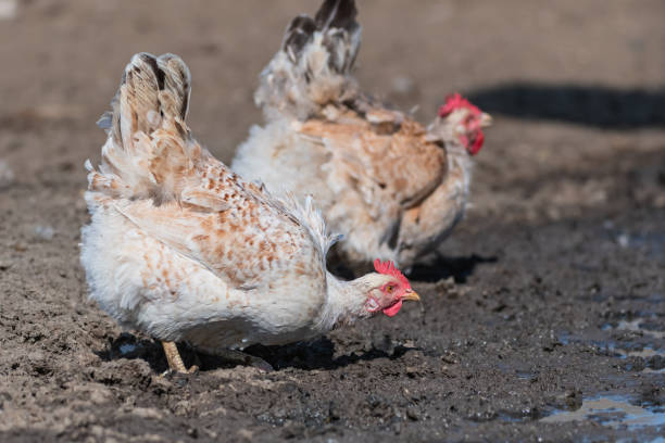 istock Two chickens drink water from the ground 1370858790