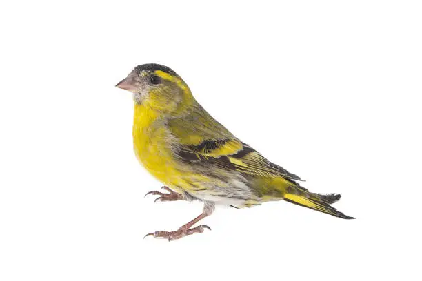 male siskin isolated on a white background, studio shot. Carduelis spinus.
