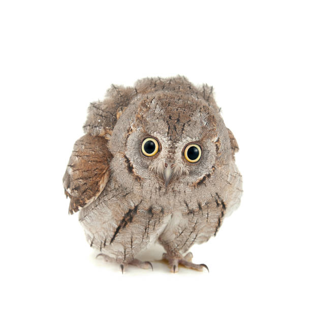 istock European scops owl Otus scops. isolated on white background 1370858905