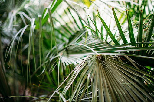 Close-Up Tropical Plant