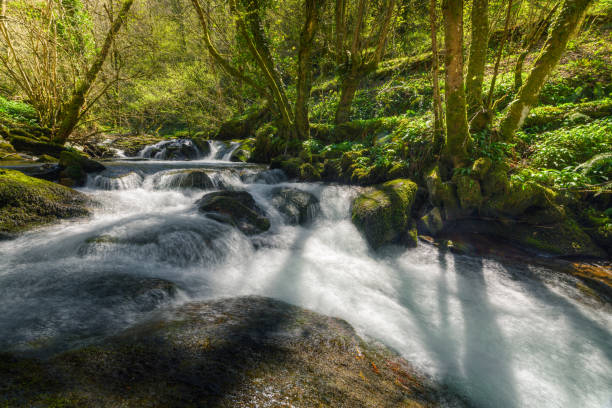 istock Fast flowing stream in early spring in a sunny forest 1370861623