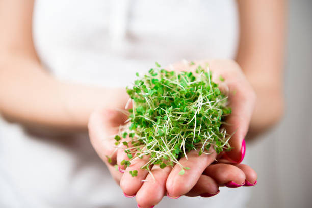 istock Micro-green healthy food and greens grass. Sprouting Microgreens. 1370862262