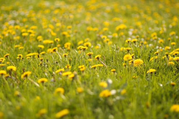 Sunny meadow with dandelions in nature in warm spring on sunlight. stock photo