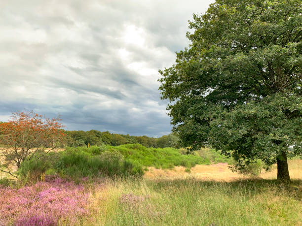 istock Heath blooming in a heathland landscape during summer 1370862342