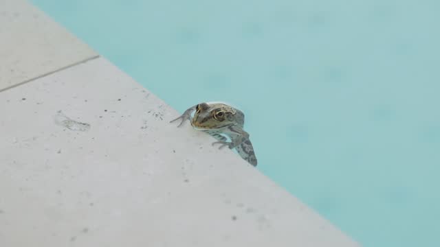 A frog in the swimming pool