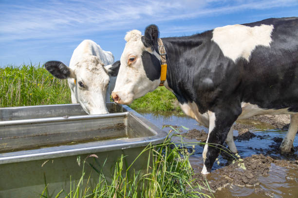 istock Two cows drinking, a water trough, black and white standing next to a large drinking trough in a green pasture 1370863470
