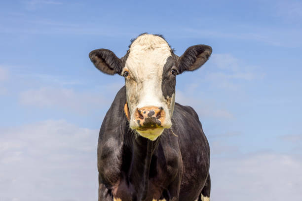 istock Mature cow, looking cute, pink nose, front view and a blue sky, white face black eye patch, medium shot 1370863750