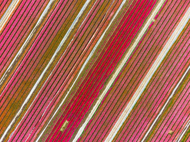 istock Tulips in pink blossoming in a field during springtime seen from above 1370867433