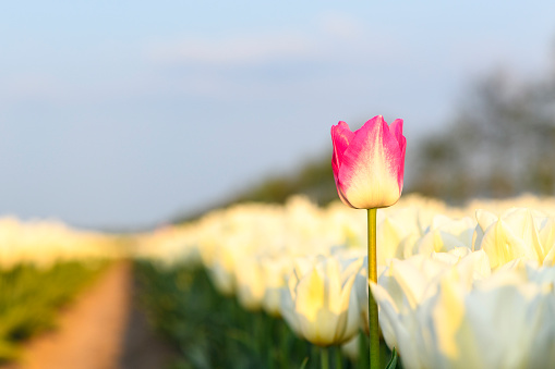 Fields of blooming white and pink tulips during sunset in Holland. The tulips are growing in a field in Flevoland, The Netherlands. Flowers are one of the main export products in the Netherlands, especially tulips and tulip bulbs.