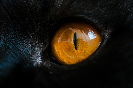 Yellow cat eye close up. Eye macro texture and detail. Deep male look with black fur. High quality photo