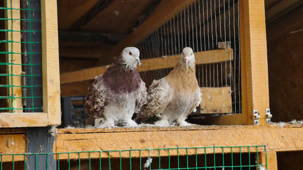 love and care to pigeons.