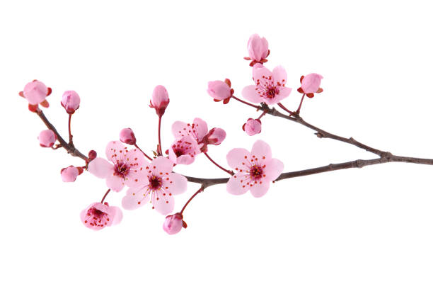 istock Pink spring cherry blossom. Cherry tree branch with spring pink flowers isolated on white 1370871887