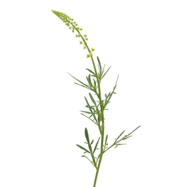 Yellow or wild mignonette plant isolated on white, Reseda lutea Yellow or wild mignonette plant isolated on white in spring, Reseda lutea reseda lutea stock pictures, royalty-free photos & images