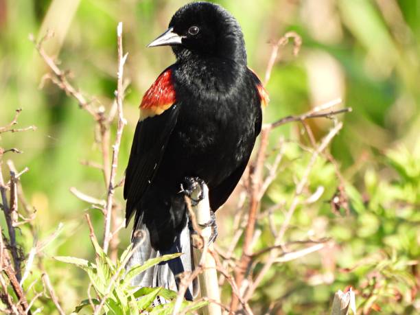 istock Red-winged Blackbird (Agelaius phoeniceus) male perched on a branch 1370872215