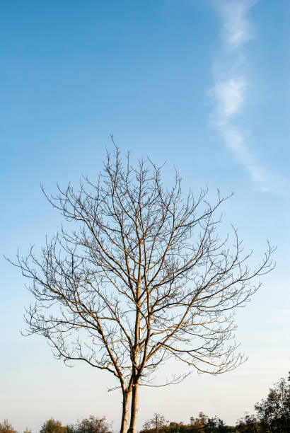 arbre nu solitaire dans le parc de la ville d’automne par fond de ciel bleu - bare tree tree single object loneliness photos et images de collection