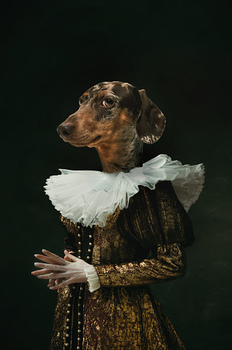 Noble lady. Female medieval royalty person in vintage clothing headed by dog head isolated on dark retro background. Comparison of eras, artwork, renaissance, baroque style. Contemporary collage.