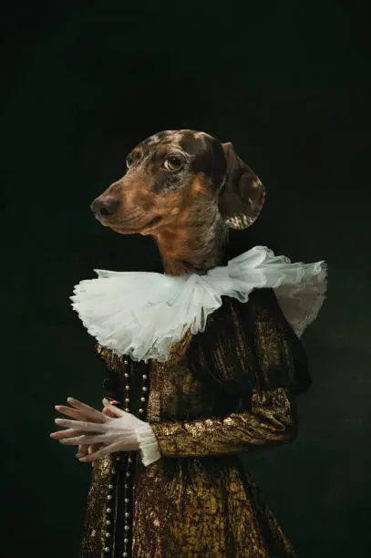 Noble lady. Female medieval royalty person in vintage clothing headed by dog head isolated on dark retro background. Comparison of eras, artwork, renaissance, baroque style. Contemporary collage.