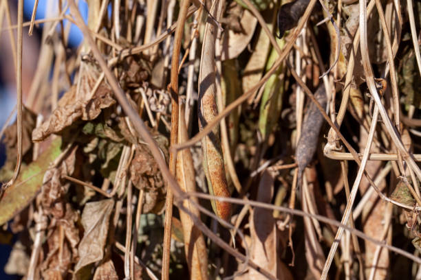 istock harvested beans while drying plants outdoors 1370873259