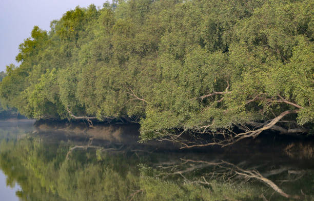 istock A canal in Sundarbans. 1370873468