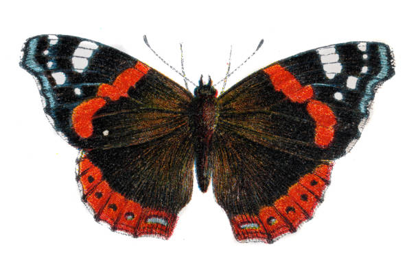 Red admiral butterfly, Vanessa atalanta, Wildlife art Vintage illustration of Red admiral butterfly, Vanessa atalanta, Wildlife art vanessa atalanta stock illustrations