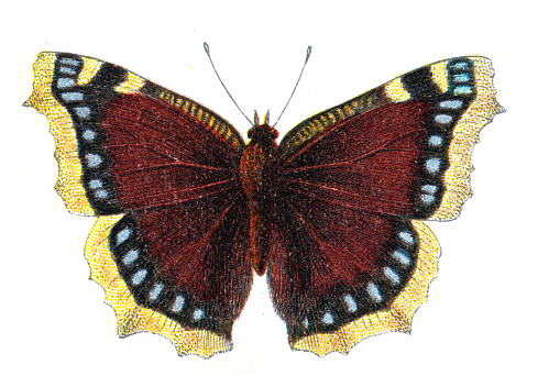 Vintage illustration of Nymphalis antiopa, the Mourning cloak or Camberwell beauty, Wildlife art
