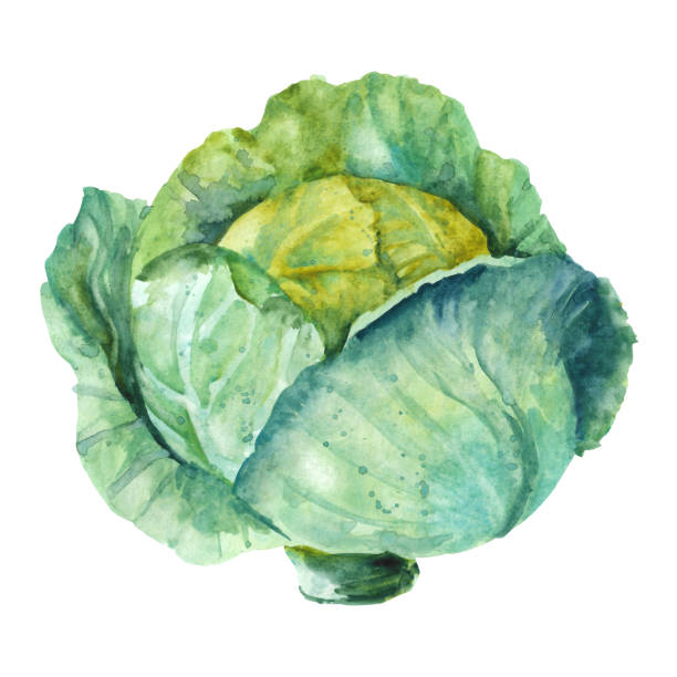 handgezeichneter aquarellkohl. abbildung isoliert auf weißem hintergrund - leaf vegetable asparagus green vegetable stock-grafiken, -clipart, -cartoons und -symbole