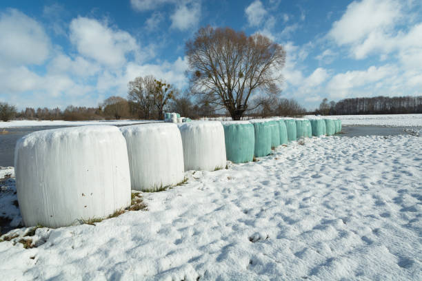 Bales with silage on the meadow, winter sunny day