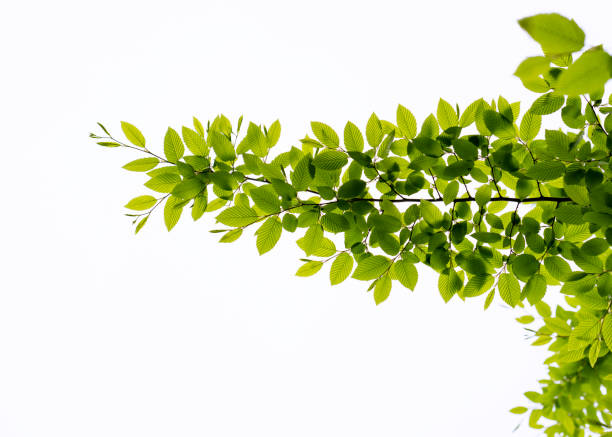 Close up of a tree branch on white background.