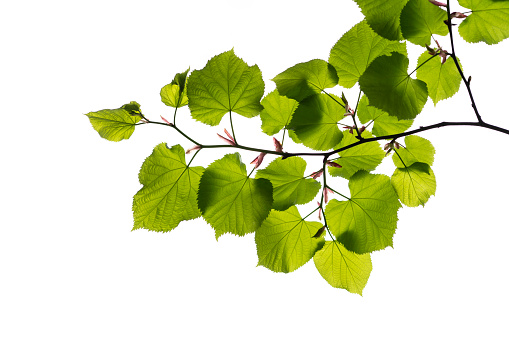 Green leafy plant. Branches of leaves isolated on white background. Cutting path.