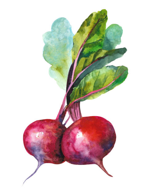 Hand drawn watercolor beetroot. Illustration isolated on white background Hand drawn watercolor beetroot. Illustration isolated on white background. radish art drawing stock illustrations