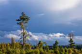 istock A lone pine tree rises above a swampy forest area, with low birch trees, against a blue sky with clouds, before the rain. Panoramic view with copy space for texture and background. 1370876164